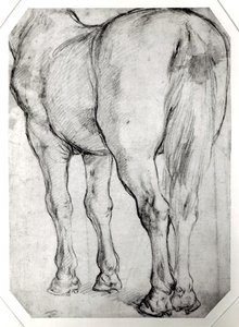 Parte trasera del caballo de Peter Paul Rubens