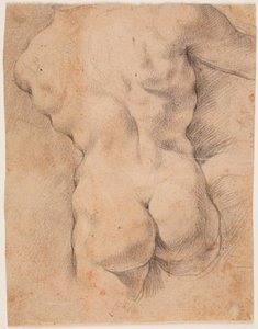 Torso masculino visto de espaldas