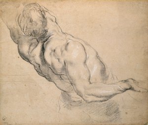 Estudio de un torso masculino desnudo, 1600-1640 de Peter Paul Rubens