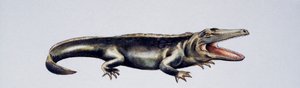 Cyclotosaurus sp, Mastodonsauridae, Triásico Superior, Obra de Peter Ross
(foto)