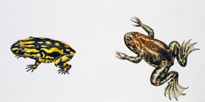 Triadobatrachus massinoti y Palaeobatrachus sp, Obra de Peter Ross
(foto)