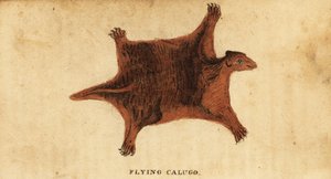 Lémur volador filipino, Cynocephalus volans.,1800 (grabado) de Peter Simon Pallas