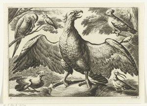 Águila Especies de Diversarum avium (título de la serie) Aves diferentes (título de la serie) de Peter van Liesebetten