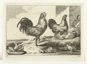 Gallina, gallos y pollitos Especies de Diversarum avium (título de la serie) Aves diferentes (título de la serie)