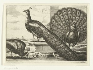 pavos reales Especies de Diversarum avium (título de la serie) Aves diferentes (título de la serie) de Peter van Liesebetten