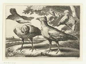 Atrapa Gansos y una Cacatúa Especies de Diversarum avium (título de la serie) Aves diferentes (título de la serie)