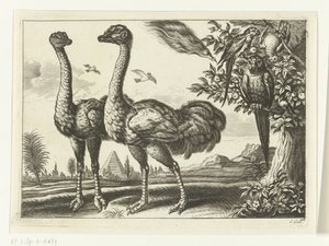 Dos avestruces
Diversarum avium species (título de la serie)
Varias aves (título de la serie) de Peter van Liesebetten