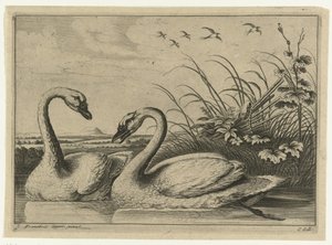 dos cisnes Especies de Diversarum avium (título de la serie) Aves diferentes (título de la serie) de Peter van Liesebetten