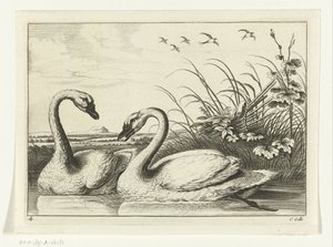 dos cisnes Especies de Diversarum avium (título de la serie) Aves diferentes (título de la serie) de Peter van Liesebetten