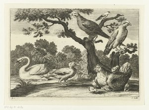 Cisne, pollo con pollitos y otras aves. Especies de Diversarum avium (título de la serie) Aves diferentes (título de la serie)