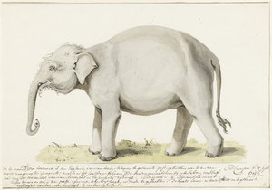 Elefante de pie, a la izquierda