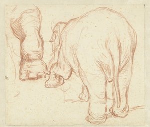 Elefante de pie, desde atrás, y una pierna. de Petrus Camper