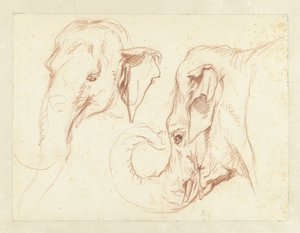Dos bocetos de la cabeza de un elefante de Petrus Camper