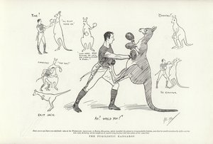 El canguro pugilista