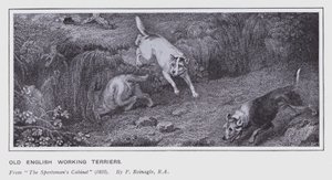 Viejos terriers de trabajo ingleses