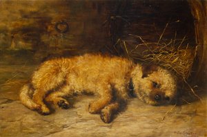Un Cachorro de Border Terrier