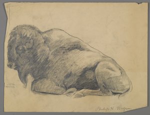 Bisonte