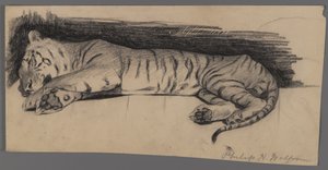 Tigre durmiendo
