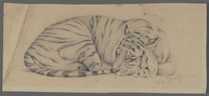 Tigre durmiendo de Philip H. Wolfrom