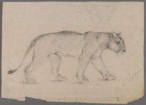 Leona caminando de Philip H. Wolfrom