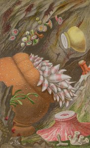 El Imperial Carmesí, el Imperial Amarillo y el Globehorn, lámina IX de Actinologia Britannica: Una Historia de las Anémonas y Corales Marinos Británicos, 1860