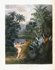 Y luego el divino Linneo, c.1796-1807