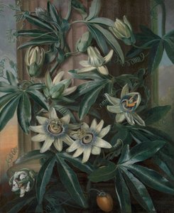 La Pasiflora azul, para el Templo de la Flora de Robert John Thornton (Londres, 1799-1812) de Philip Reinagle