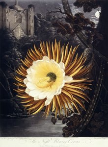 El Cereus Nocturno, 1800