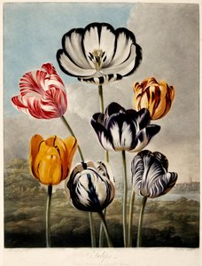 Tulipanes, 1798