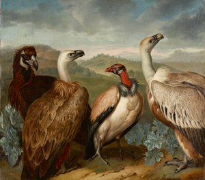 Cuatro buitres de diferentes especies de Philipp Ferdinand de Hamilton
