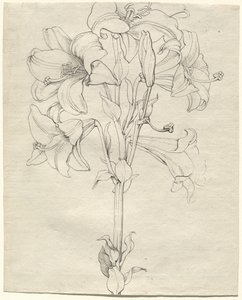Un Tallo de Lirios con Seis Flores de Philipp Otto Runge