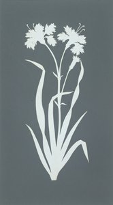 Clavel