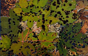 Acer pseudoplatanus: Sicómoro atacado por el hongo negro Rhytisma acerinum, 1907-09 de Philippe Robert