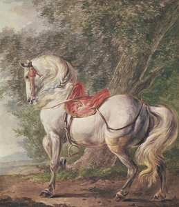 Un caballo blanco