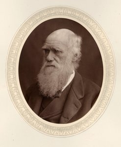 Retrato de Charles Darwin 1809-1882, 1877 de Photo studio Lock and Whitfield