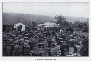 Una granja de abejas en Nueva Gales del Sur de Photographer Australian