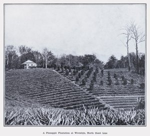 Una plantación de piñas en Woombye, línea de la costa norte