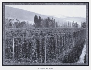 Un jardín de lúpulo victoriano (foto en blanco y negro)