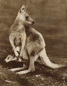 Canguro bebé asomándose de la bolsa de su madre, Australia
