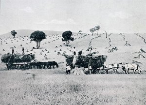 Cosecha, Nueva Gales del Sur, c.1900, de 