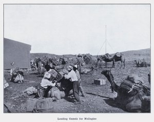 Cargando camellos para Nullagine