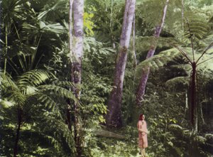 Queensland, Australia: Jungla Tropical (foto)