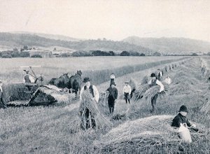 Cosecha de trigo, Tasmania, c.1900, de 