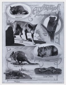 Algunos animales australianos