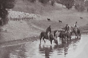 El Descanso, Típicos Vaqueros Australianos de Photographer Australian