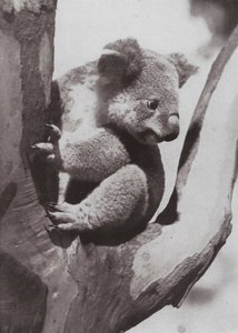 El único Koala o Oso Nativo