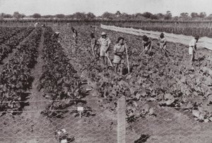 Verduras cultivadas cerca de la Carretera Transcontinental en el llamado País Desértico, regadas con agua de pozo de Photographer Australian