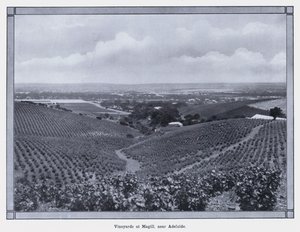 Viñedos en Magill, cerca de Adelaida