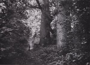 Gigantes del bosque, Stanley Park, Vancouver