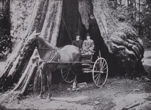 El Gran Árbol, Stanley Park, Vancouver